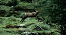  chamois course poursuite alpes grand paradis 